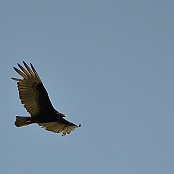 Turkey Vulture, Falcon State park, Rio Grande Valley, Texas. 
Kalkongam